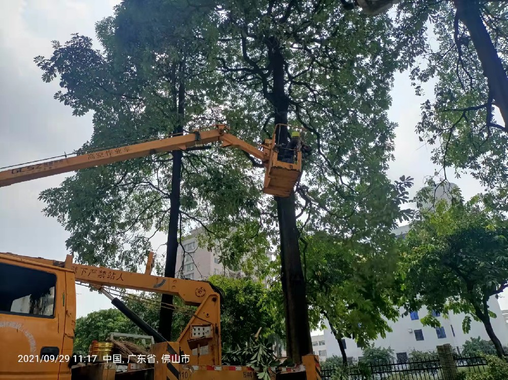 佛山花卉租賃的消費(fèi)者行為分析