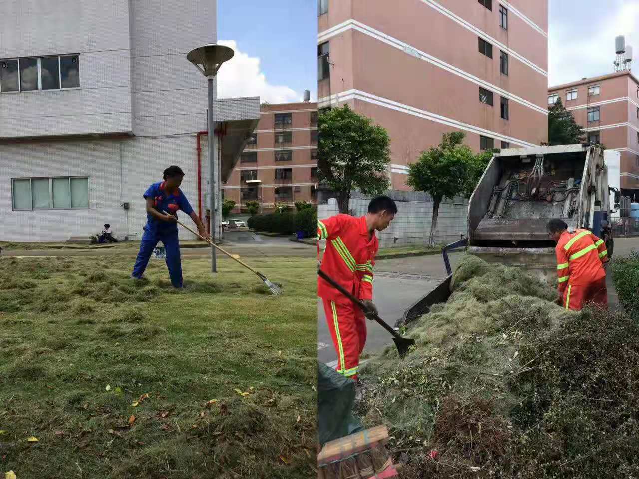 專業(yè)佛山大樹修剪，安全高效保障